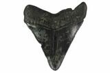 Fossil Megalodon Tooth - Serrated Blade #130852-2